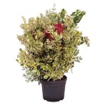 Variegated New Zealand Christmas Tree (Metrosideros excelsa 'Aureus') Plant - Flowering Shrubs