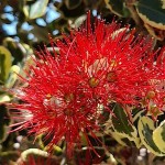 Variegated New Zealand Christmas Tree (Metrosideros excelsa 'Aureus') Plant - Flowering Shrubs