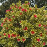 Variegated New Zealand Christmas Tree (Metrosideros excelsa 'Aureus') Plant - Flowering Shrubs