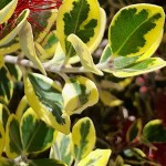 Variegated New Zealand Christmas Tree (Metrosideros excelsa 'Aureus') Plant - Flowering Shrubs
