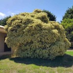 Variegated New Zealand Christmas Tree (Metrosideros excelsa 'Aureus') Plant - Flowering Shrubs