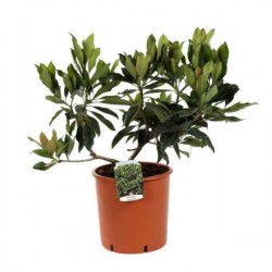 Καλλωπιστική Μουσμουλιά (Eriobotrya japonica 'Coppertone')