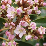 Καλλωπιστική Μουσμουλιά (Eriobotrya japonica 'Coppertone')