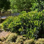 Καλλωπιστική Μουσμουλιά (Eriobotrya japonica 'Coppertone')