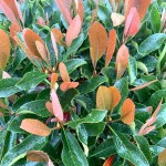 Καλλωπιστική Μουσμουλιά (Eriobotrya japonica 'Coppertone')