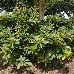 Καλλωπιστική Μουσμουλιά (Eriobotrya japonica 'Coppertone')