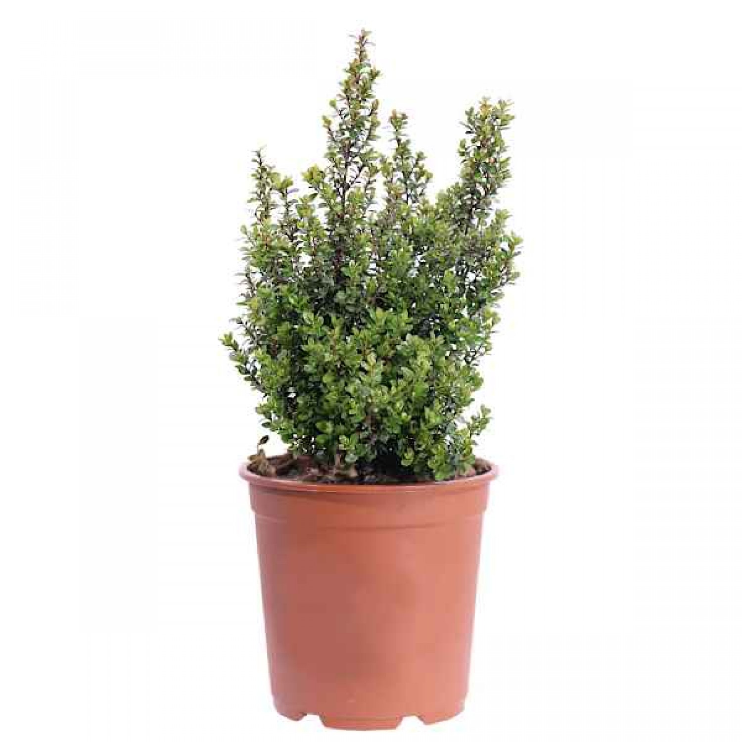 Μυρσίνη η αφρικανική (Myrsine africana) Θάμνος Γλάστρας - Ανθοφόροι Θάμνοι
