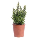Μυρσίνη η αφρικανική (Myrsine africana) Θάμνος Γλάστρας - Ανθοφόροι Θάμνοι