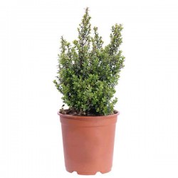 Μυρσίνη η αφρικανική (Myrsine africana) Θάμνος Γλάστρας - Ανθοφόροι Θάμνοι
