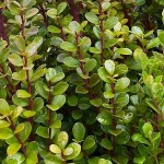 Μυρσίνη η αφρικανική (Myrsine africana) Θάμνος Γλάστρας - Ανθοφόροι Θάμνοι