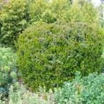 Μυρσίνη η αφρικανική (Myrsine africana) Θάμνος Γλάστρας - Ανθοφόροι Θάμνοι