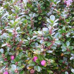 Μυρσίνη η αφρικανική (Myrsine africana) Θάμνος Γλάστρας - Ανθοφόροι Θάμνοι