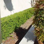 Μυρσίνη η αφρικανική (Myrsine africana) Θάμνος Γλάστρας - Ανθοφόροι Θάμνοι