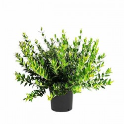 Μυρσίνη ή Μυρτιά Φυτό (Myrtus communis)