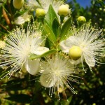Common Myrtle Shrub (Myrtus communis) | Evergreen Shrubs & Trees Common Myrtle Shrub (Myrtus communis) | kipogeorgiki.live