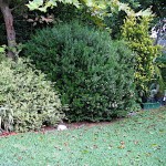 Common Myrtle Shrub (Myrtus communis) | Evergreen Shrubs & Trees Common Myrtle Shrub (Myrtus communis) | kipogeorgiki.live