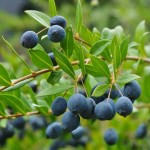 Common Myrtle Shrub (Myrtus communis) | Evergreen Shrubs & Trees Common Myrtle Shrub (Myrtus communis) | kipogeorgiki.live