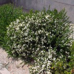 Common Myrtle Shrub (Myrtus communis) | Evergreen Shrubs & Trees Common Myrtle Shrub (Myrtus communis) | kipogeorgiki.live