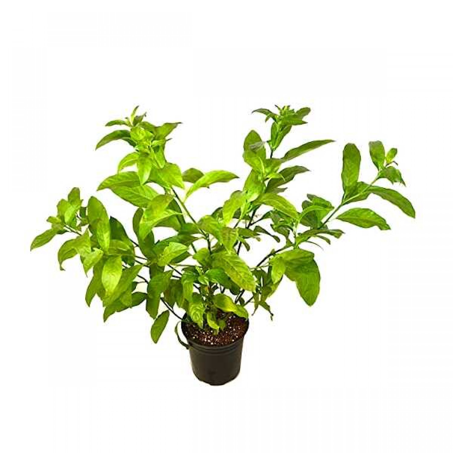 Νυχτολούλουδο ή Κέστρο Θάμνος (Cestrum nocturnum)