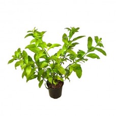 Night-Blooming Jasmine Shrub (Cestrum nocturnum)