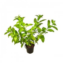 Νυχτολούλουδο ή Κέστρο Θάμνος (Cestrum nocturnum)