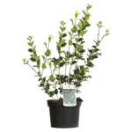Όσμανθος ετερόφυλλος (Osmanthus heterophyllus) Θάμνος | Αειθαλή Θαμνώδη Φυτά & Δέντρα για Φράχτη Όσμανθος ετερόφυλλος (Osmanthus heterophyllus) | Θάμνοι