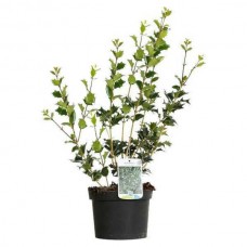 Όσμανθος ετερόφυλλος (Osmanthus heterophyllus) | Θάμνοι
