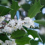 Όσμανθος ετερόφυλλος (Osmanthus heterophyllus) Θάμνος | Αειθαλή Θαμνώδη Φυτά & Δέντρα για Φράχτη Όσμανθος ετερόφυλλος (Osmanthus heterophyllus) | Θάμνοι