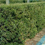 Όσμανθος ετερόφυλλος (Osmanthus heterophyllus) Θάμνος | Αειθαλή Θαμνώδη Φυτά & Δέντρα για Φράχτη Όσμανθος ετερόφυλλος (Osmanthus heterophyllus) | Θάμνοι