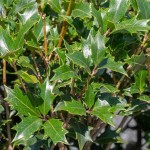 Όσμανθος ετερόφυλλος (Osmanthus heterophyllus) Θάμνος | Αειθαλή Θαμνώδη Φυτά & Δέντρα για Φράχτη Όσμανθος ετερόφυλλος (Osmanthus heterophyllus) | Θάμνοι