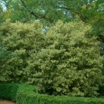 Όσμανθος ετερόφυλλος (Osmanthus heterophyllus) Θάμνος | Αειθαλή Θαμνώδη Φυτά & Δέντρα για Φράχτη Όσμανθος ετερόφυλλος (Osmanthus heterophyllus) | Θάμνοι