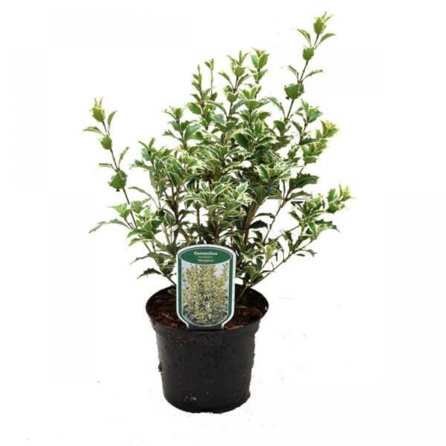Όσμανθος Πανασέ (Osmanthus heterophyllus 'Variegatus') | Αειθαλή Θαμνώδη Φυτά & Δέντρα για Φράχτη Όσμανθος Πανασέ (Osmanthus heterophyllus 'Variegatus') | Θάμνοι