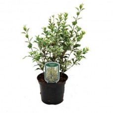 Όσμανθος Πανασέ (Osmanthus heterophyllus 'Variegatus') | Θάμνοι