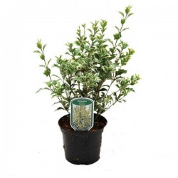 Όσμανθος Πανασέ (Osmanthus heterophyllus 'Variegatus') | Θάμνοι