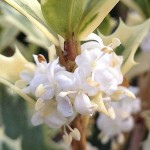 Όσμανθος Πανασέ (Osmanthus heterophyllus 'Variegatus') | Αειθαλή Θαμνώδη Φυτά & Δέντρα για Φράχτη Όσμανθος Πανασέ (Osmanthus heterophyllus 'Variegatus') | Θάμνοι