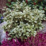 Όσμανθος Πανασέ (Osmanthus heterophyllus 'Variegatus') | Αειθαλή Θαμνώδη Φυτά & Δέντρα για Φράχτη Όσμανθος Πανασέ (Osmanthus heterophyllus 'Variegatus') | Θάμνοι