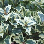 Όσμανθος Πανασέ (Osmanthus heterophyllus 'Variegatus') | Αειθαλή Θαμνώδη Φυτά & Δέντρα για Φράχτη Όσμανθος Πανασέ (Osmanthus heterophyllus 'Variegatus') | Θάμνοι