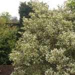 Όσμανθος Πανασέ (Osmanthus heterophyllus 'Variegatus') | Αειθαλή Θαμνώδη Φυτά & Δέντρα για Φράχτη Όσμανθος Πανασέ (Osmanthus heterophyllus 'Variegatus') | Θάμνοι