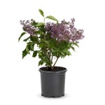 Πασχαλιά ή Σύριγγα η Κοινή (Syringa vulgaris) Θάμνος | Λουλούδια για Γλάστρα & Κήπο, Αρωματικά Λουλούδια Πασχαλιές (Syringa vulgaris) Θάμνοι - Διάφορα Χρώματα