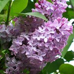 Πασχαλιά ή Σύριγγα η Κοινή (Syringa vulgaris) Θάμνος | Λουλούδια για Γλάστρα & Κήπο, Αρωματικά Λουλούδια Πασχαλιές (Syringa vulgaris) Θάμνοι - Διάφορα Χρώματα