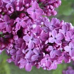 Πασχαλιά ή Σύριγγα η Κοινή (Syringa vulgaris) Θάμνος | Λουλούδια για Γλάστρα & Κήπο, Αρωματικά Λουλούδια Πασχαλιές (Syringa vulgaris) Θάμνοι - Διάφορα Χρώματα