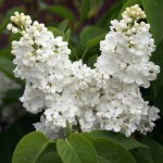 Πασχαλιά ή Σύριγγα η Κοινή (Syringa vulgaris) Θάμνος | Λουλούδια για Γλάστρα & Κήπο, Αρωματικά Λουλούδια Πασχαλιές (Syringa vulgaris) Θάμνοι - Διάφορα Χρώματα