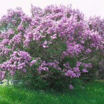 Πασχαλιά ή Σύριγγα η Κοινή (Syringa vulgaris) Θάμνος | Λουλούδια για Γλάστρα & Κήπο, Αρωματικά Λουλούδια Πασχαλιές (Syringa vulgaris) Θάμνοι - Διάφορα Χρώματα