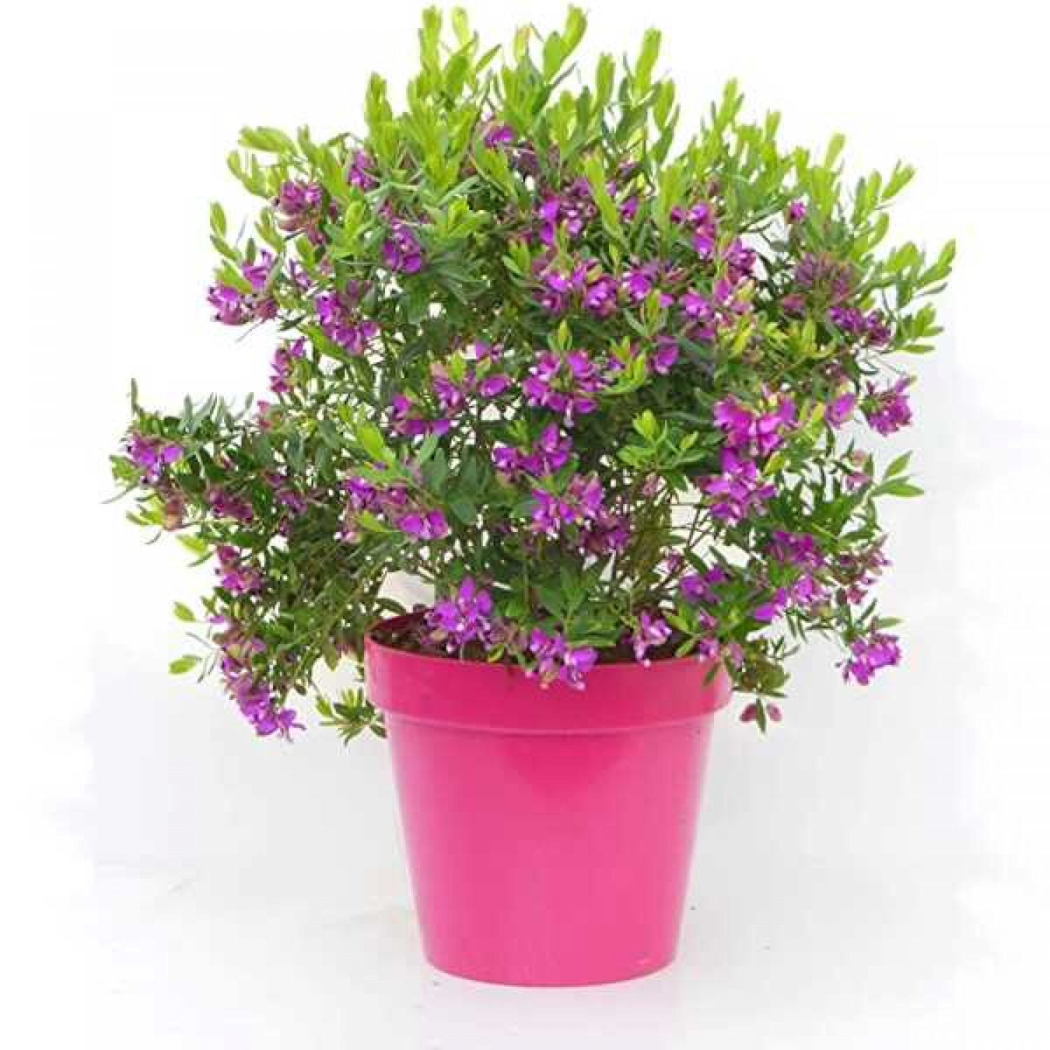 Myrtle-Leaf Milkwort Shrub (Polygala myrtifolia) Myrtle-Leaf Milkwort (Polygala myrtifolia) | KIPOGEORGIKI