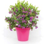 Myrtle-Leaf Milkwort Shrub (Polygala myrtifolia) Myrtle-Leaf Milkwort (Polygala myrtifolia) | KIPOGEORGIKI