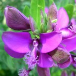 Myrtle-Leaf Milkwort Shrub (Polygala myrtifolia) Myrtle-Leaf Milkwort (Polygala myrtifolia) | KIPOGEORGIKI