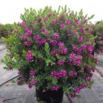 Myrtle-Leaf Milkwort Shrub (Polygala myrtifolia) Myrtle-Leaf Milkwort (Polygala myrtifolia) | KIPOGEORGIKI