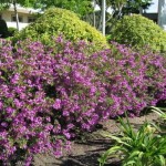 Myrtle-Leaf Milkwort Shrub (Polygala myrtifolia) Myrtle-Leaf Milkwort (Polygala myrtifolia) | KIPOGEORGIKI