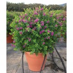 Myrtle-Leaf Milkwort Shrub (Polygala myrtifolia) Myrtle-Leaf Milkwort (Polygala myrtifolia) | KIPOGEORGIKI