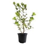 Πουρνάρι ή Πρίνος (Δρυς η κοκκοφόρος-Quercus coccifera)